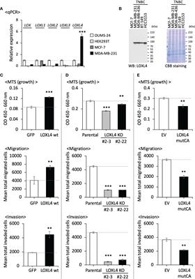 Lysyl oxidase-like 4 exerts an atypical role in breast cancer progression that is dependent on the enzymatic activity that targets the cell-surface <mark class="highlighted">annexin A2</mark>